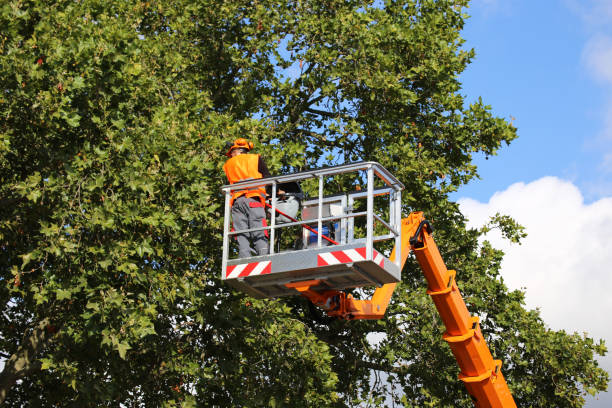 Leaf Removal Services in Escanaba, MI